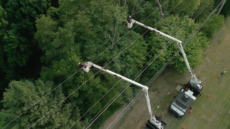 How Our Tree Care Process Works  in Mcqueeney, TX